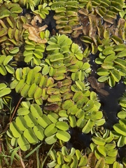 Salvinia natans