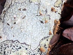 Pertusaria subpertusa