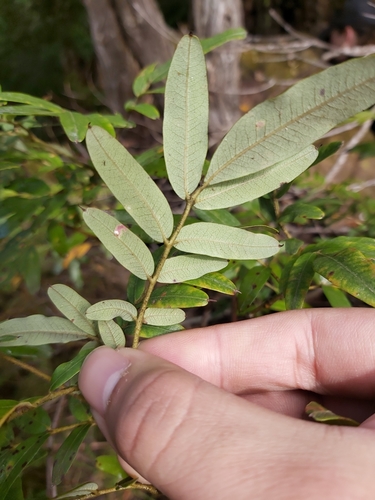 Image of Eucryphia moorei by (c) Tim, some rights reserved (CC BY)