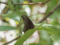 Coelites epiminthia