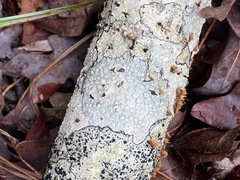 Pertusaria subpertusa