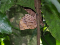 Amathuxidia amythaon