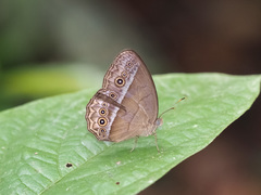 Mycalesis orseis