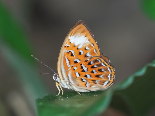 Taxila haquinus