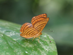 Zemeros emesoides