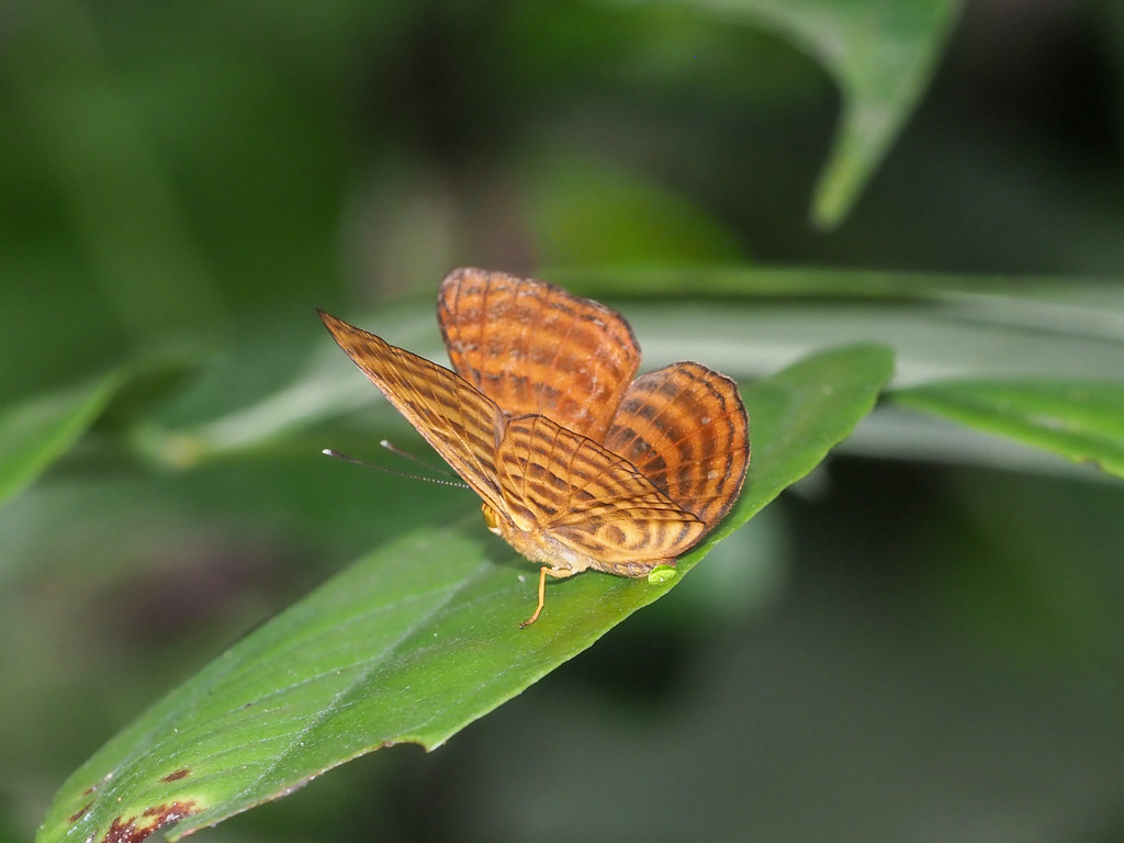 Malay Punchinello