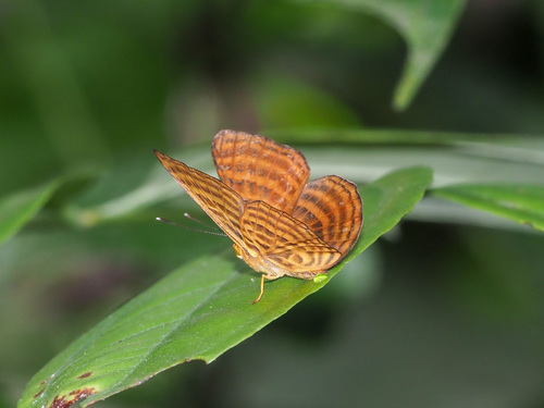 Malay Punchinello