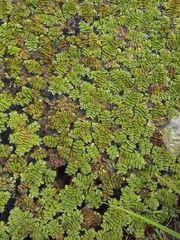 Salvinia natans