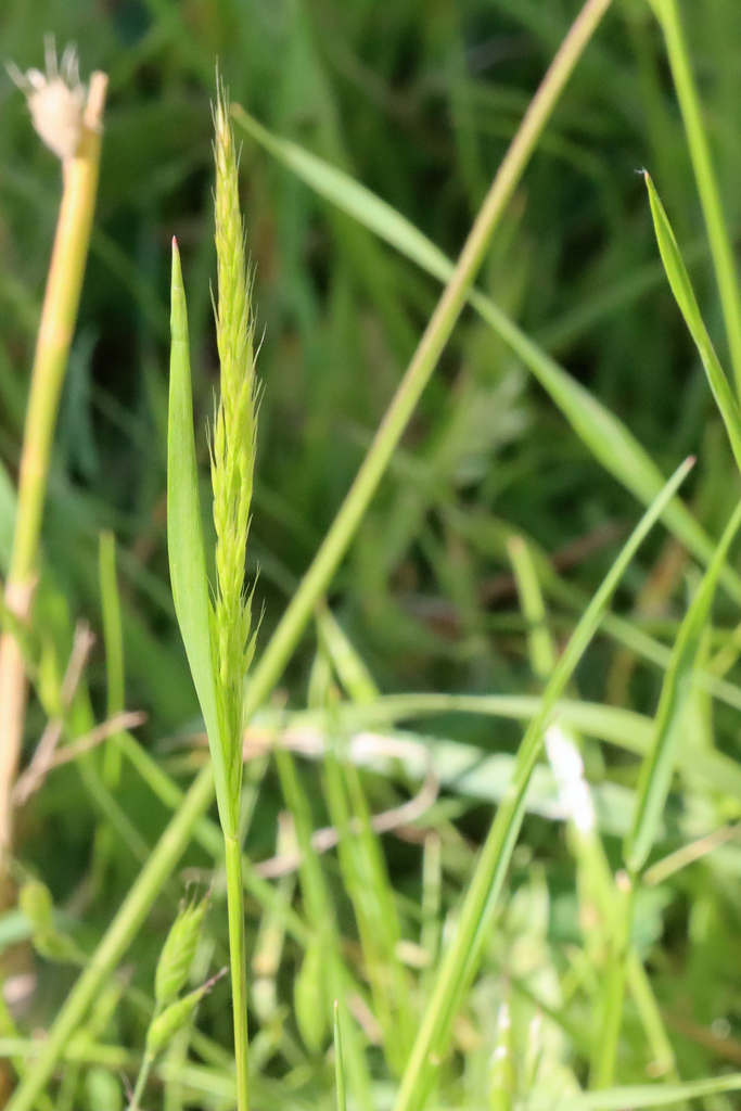 Yellow Oat-grass from New Ferry, Birkenhead, UK on May 28, 2022 at 09: ...