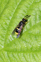 Ancistrocerus antilope