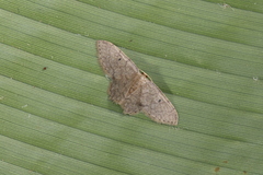 Idaea adipata