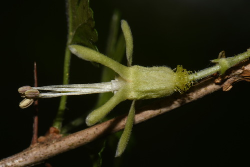 Image of Miccosukee Gooseberry by (c) Brian Finzel, some rights reserved (CC BY-SA)