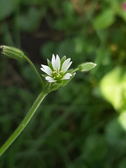 Cerastium holosteoides