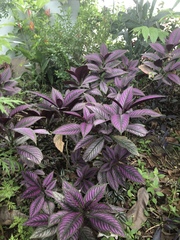 Strobilanthes auriculata dyeriana