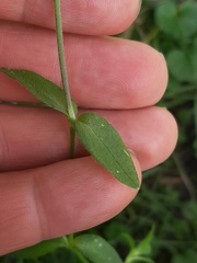 Cerastium holosteoides