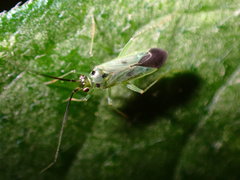 Ilnacora