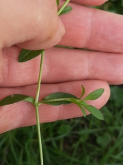 Cerastium holosteoides