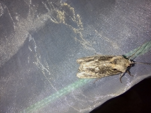 mora plamienková (Egira conspicillaris)