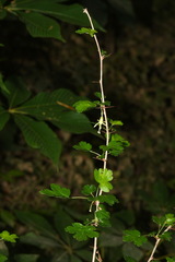 Ribes echinellum