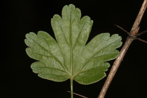 Image of Ribes echinellum by (c) Brian Finzel, some rights reserved (CC BY-SA)