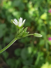 Cerastium holosteoides