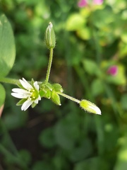 Cerastium holosteoides