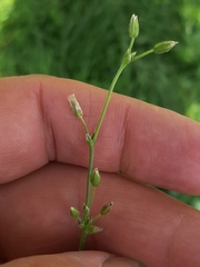 Cerastium holosteoides