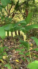 Polygonatum biflorum