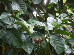Coffea liberica