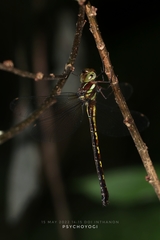 Periaeschna nocturnalis