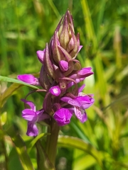 Dactylorhiza incarnata incarnata
