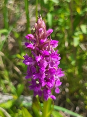 Dactylorhiza incarnata incarnata