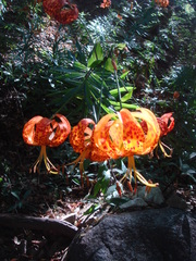 Lilium humboldtii