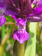 Dactylorhiza incarnata incarnata