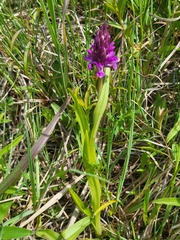 Dactylorhiza incarnata incarnata