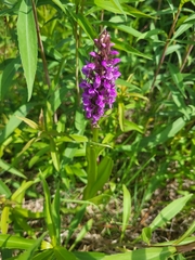 Dactylorhiza incarnata incarnata