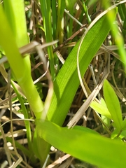 Dactylorhiza incarnata incarnata