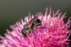 Osmia chalybea