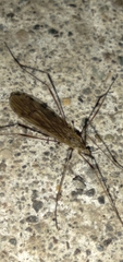 Chioneinae