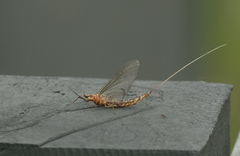 Hexagenia bilineata