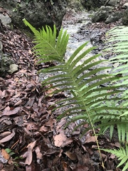 Pelazoneuron puberulum