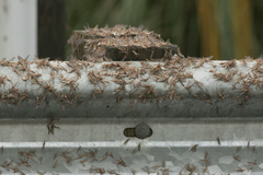 Hexagenia bilineata