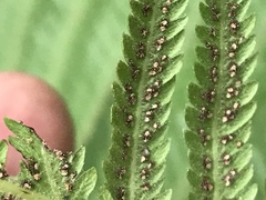 Pelazoneuron puberulum