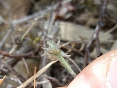 Logfia minima