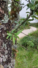 Acanthosyris spinescens