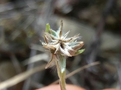 Logfia minima
