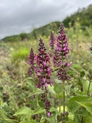 Stachys sylvatica