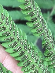 Pelazoneuron puberulum