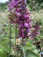 Stachys sylvatica