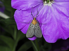 Tyspanodes exathesalis